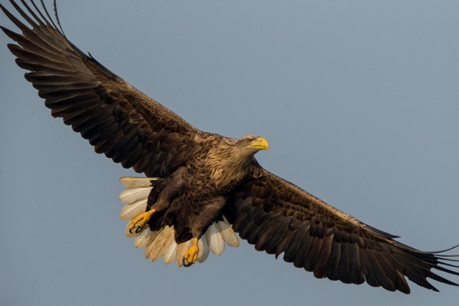 Seeadler im Flug WILDKINGDOM