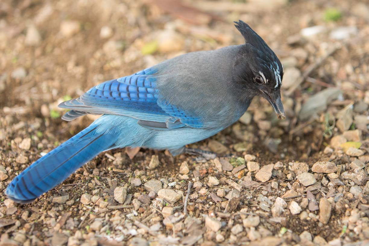 Diademhäher Archive - WILD-KINGDOM