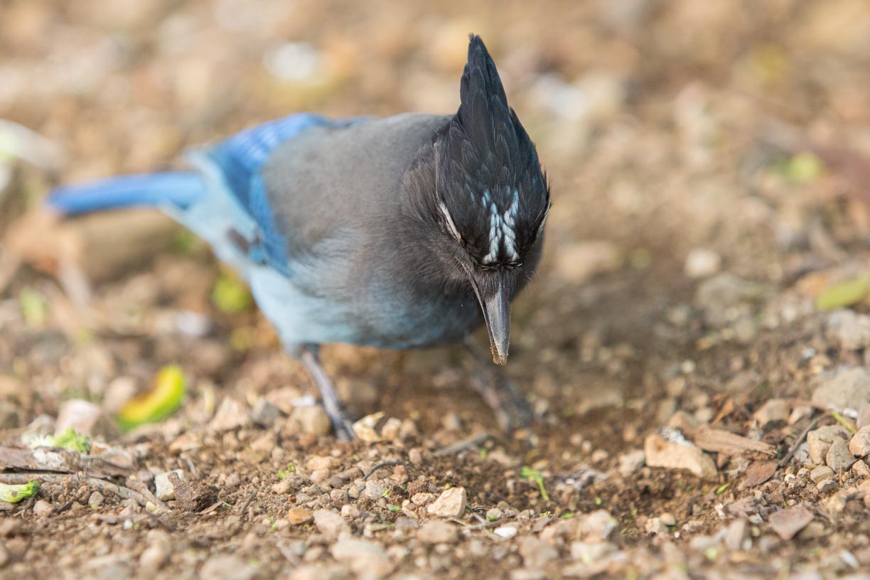 Diademhäher Archive - WILD-KINGDOM