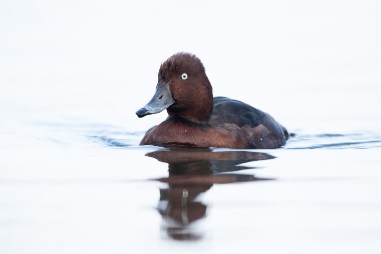 Moorente Archive WILDKINGDOM